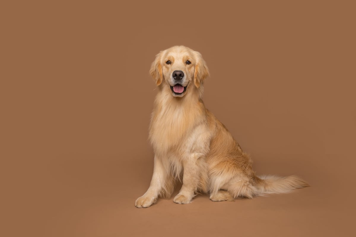 Originalfoto eines Golden Retrievers als Vorlage